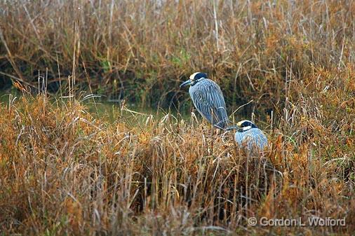 Yellow-crowned Night Herons_33457.jpg - (Nyctanassa violacea)Photographed at the Magic Ridge Bird Sanctuary on the Gulf coast near Port Lavaca, Texas, USA.